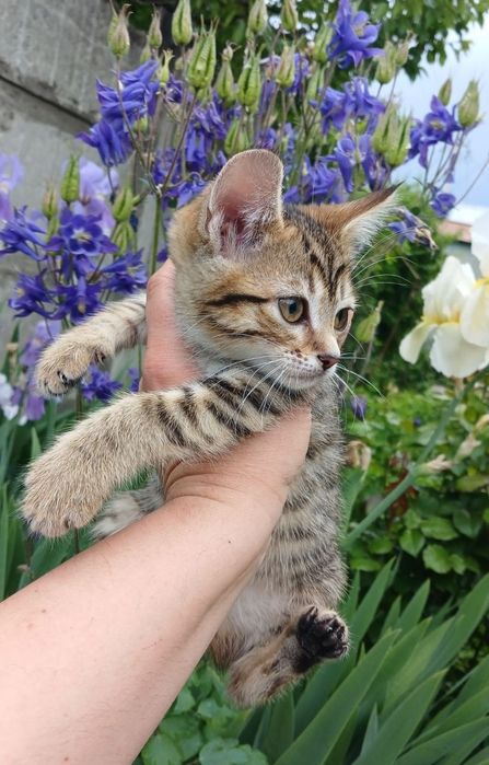 Котенок в поисках семьи. Кошечка ищет дом