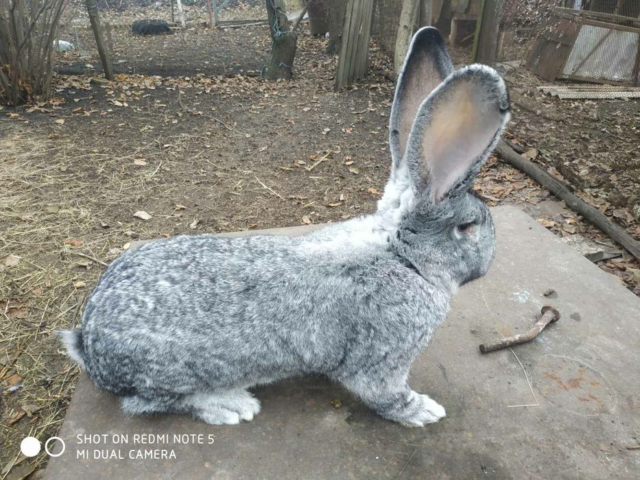 Продам Самца Шиншиллы Великана