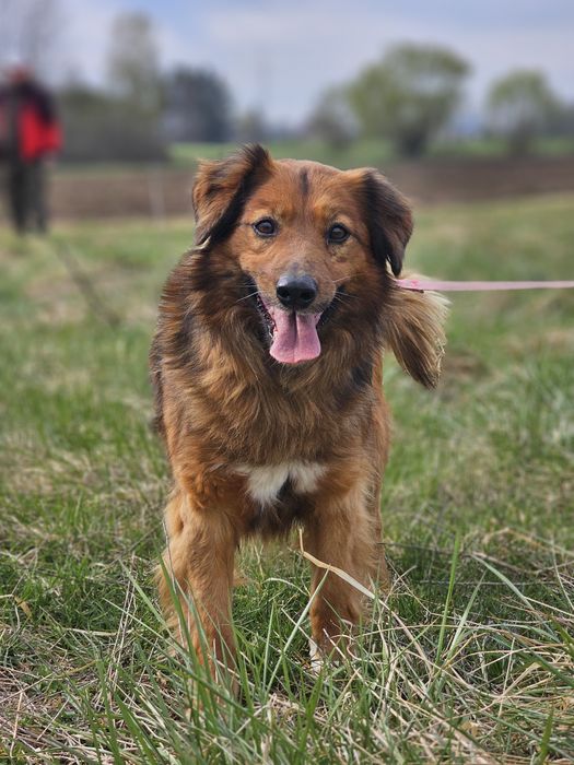 Przepiękny pies Rusty do pilnej adopcji