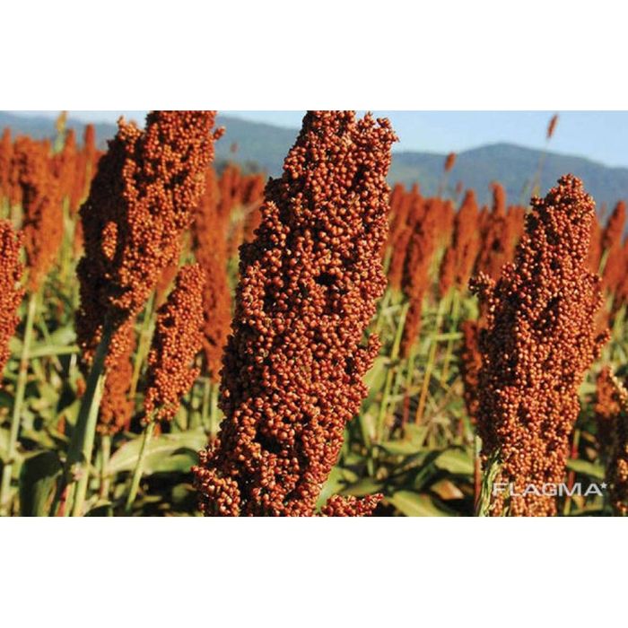 Продам насіння сорго віничне