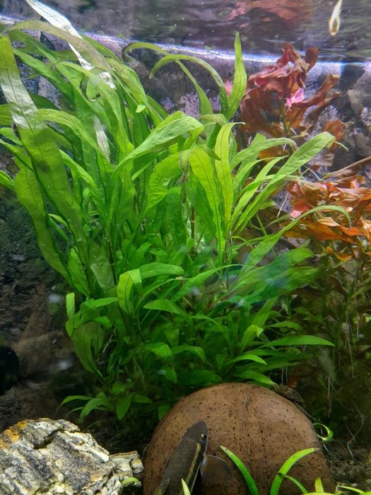 Hygrophilia-orzech wąskolistny