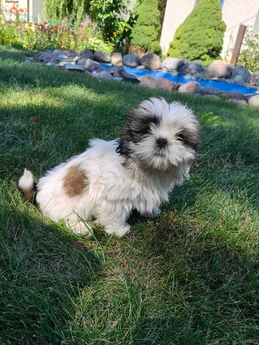 SHIH -TZU szczeniaczek