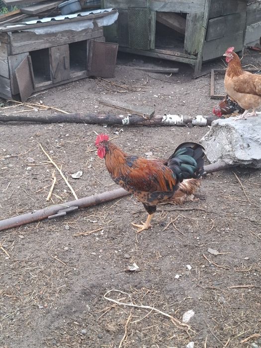 Sprzedam koguty tegoroczne