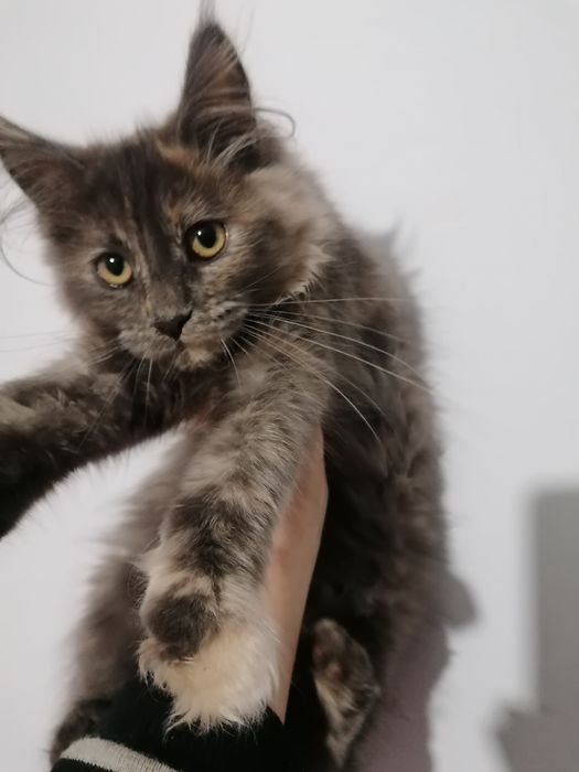 Мейн-кун   киця .