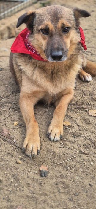 Słodziak ok. 5-letni