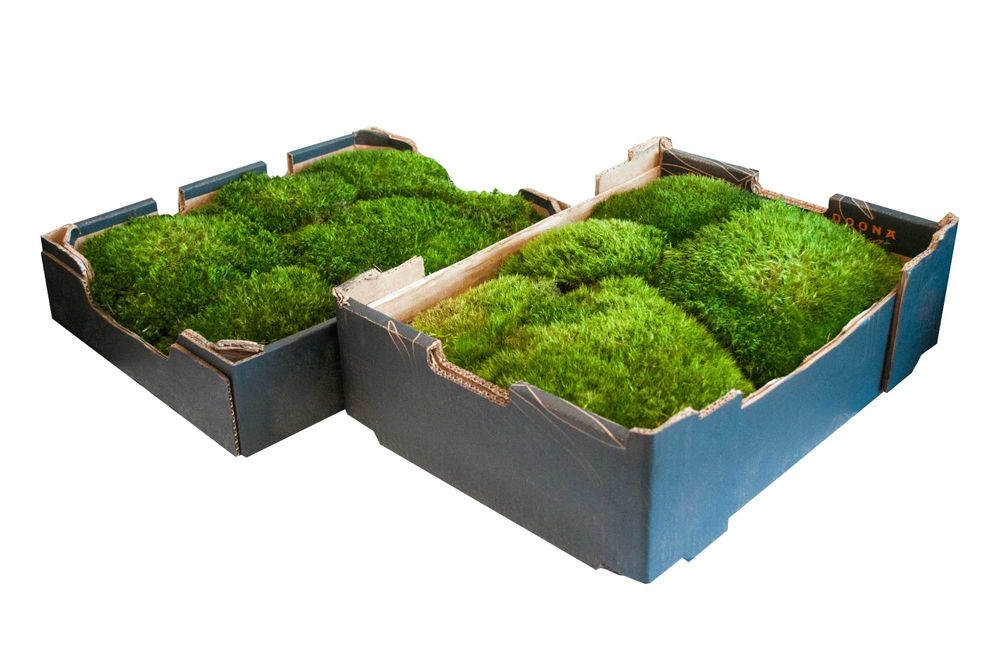 Żywy mech. Las w słoiku.