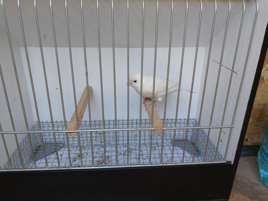 Kanarek biały sprzedam