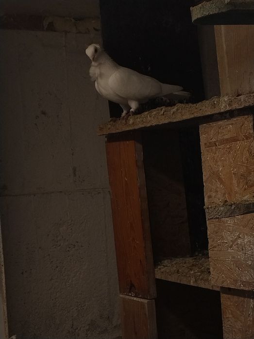 Gołębie pocztowe , ozdobne mewki