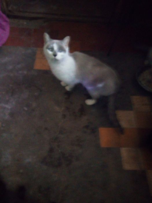 Чудова дівчинка у родину