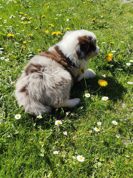Border Collie piesek