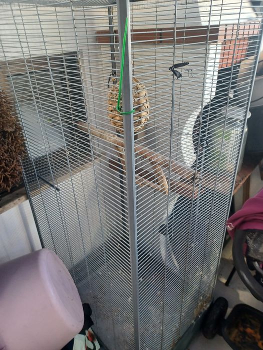 Vendo gaiola e viveiro