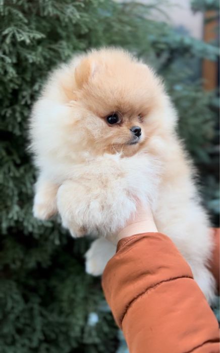 Помераночка в пошуках мами