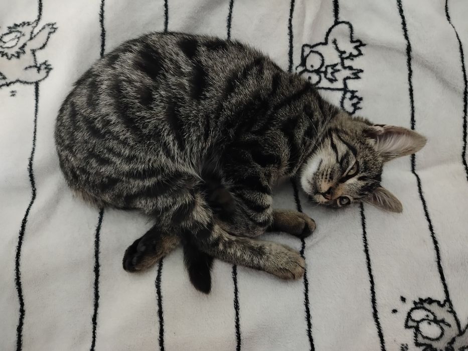 Котик, хлопчик, табі