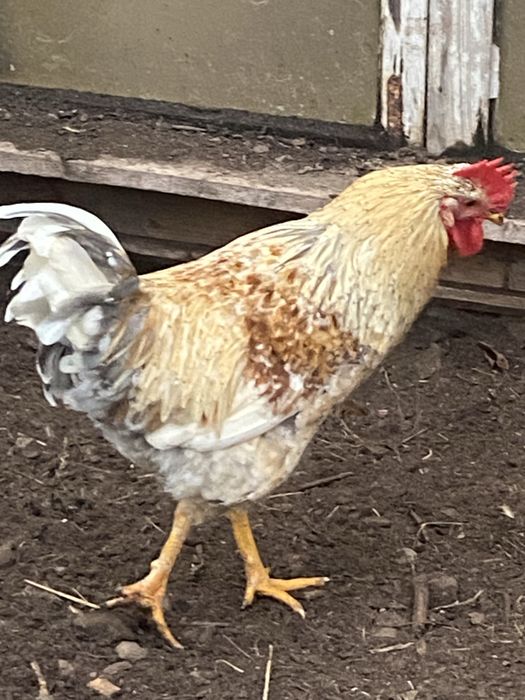 Kogut rasy Szwedzkie kwiaty młody