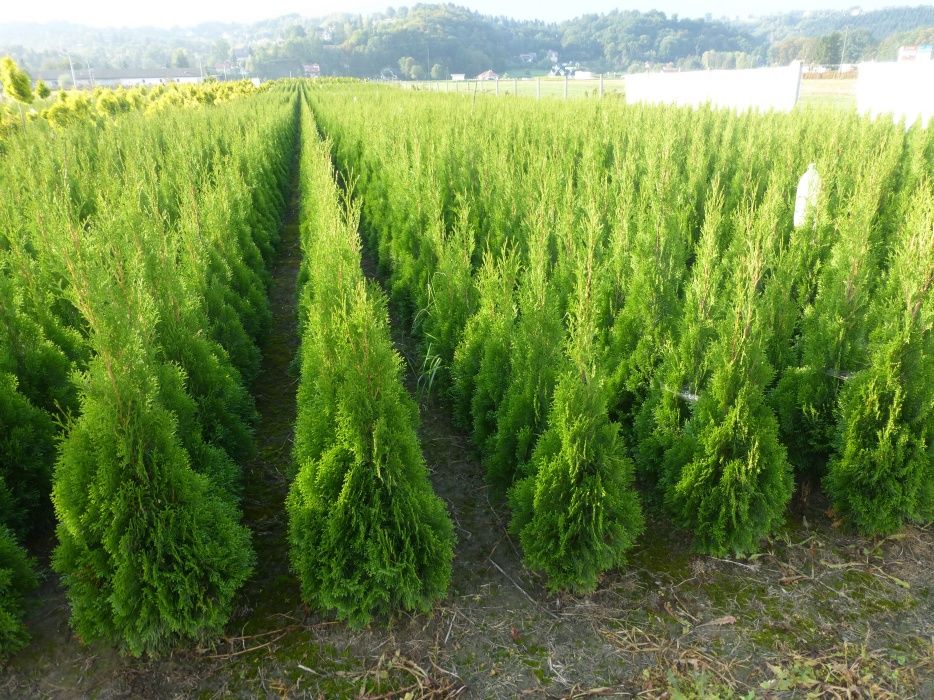 Tuja Szmaragd,BRABANT do 130 cm-2L Doniczka.Thuja Smaragd,BRABANT