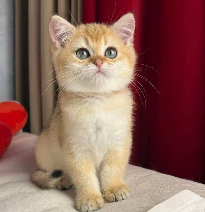 Золота шиншила хлопчик