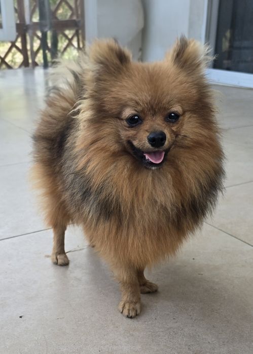 Pomeranian szpic miniaturowy zkwp FCI