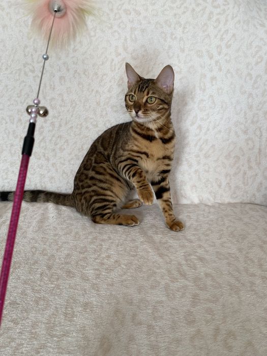 Бенгалькая кошка 7 мес