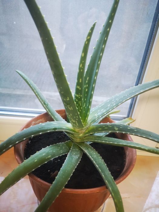 Продам алоэ, растение лечебное, толстянка"денежное дерево" в подарок