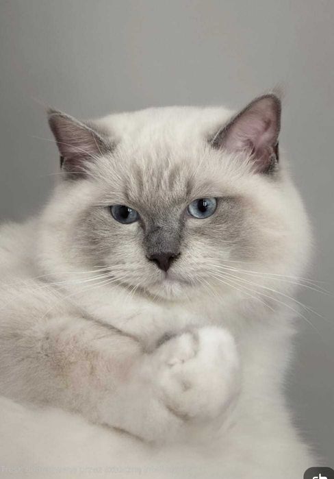 Koty rasowe Ragdoll