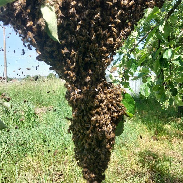 Продається пасіка,Бджолосім'ї на українську рамку