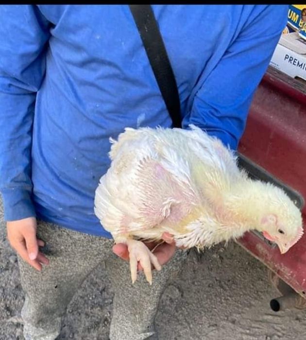 Підрощений бройлер 5 вакцин