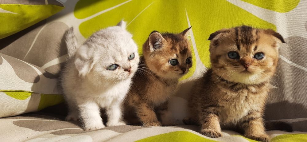 Супер вислоухие и прямоухие шотландские котята золотые и серебристые ш