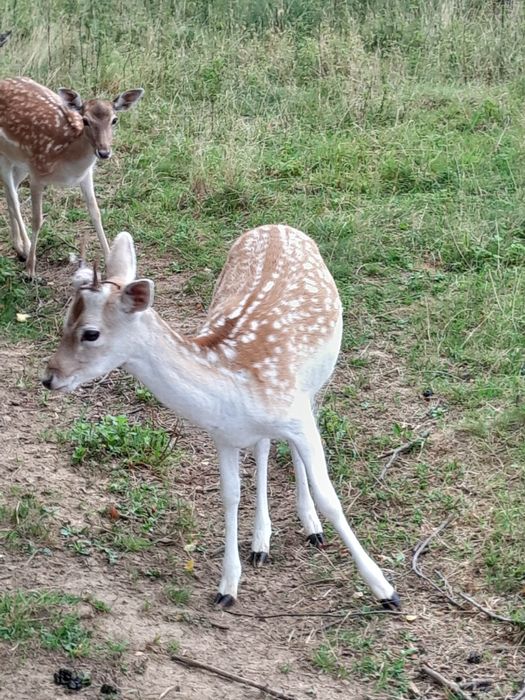 Daniele samce samice