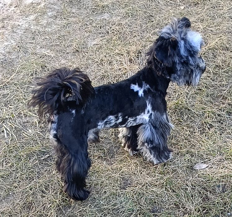 Yorkshire terrier chlopiec