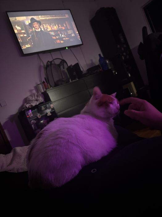 Gato laranja e branco