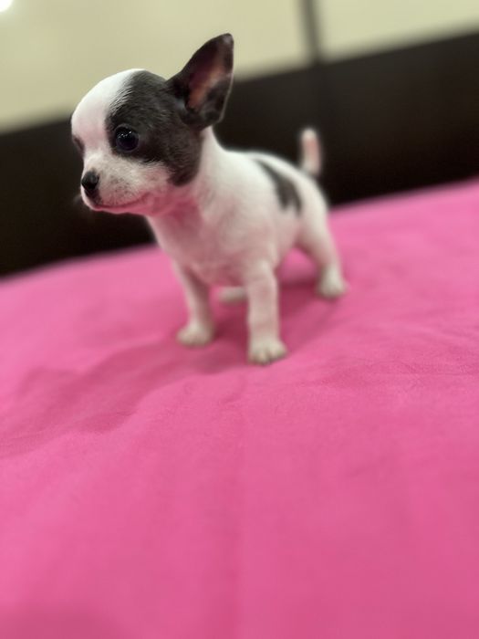 Machinho Chihuahua mini