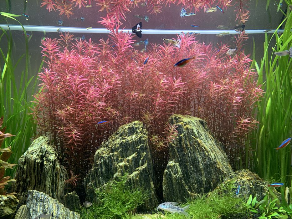 Rotala red roślinka akwariowa