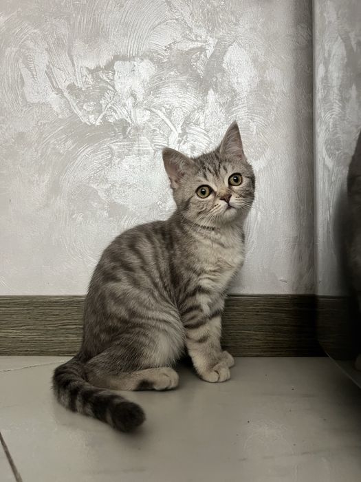 Лялькова киця кошеня шотландська прямовуха дівчинка scottish straight