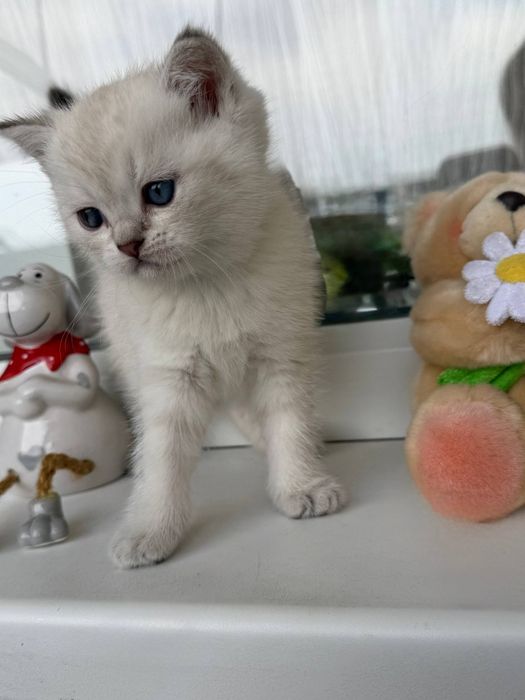 Шотландські кошенята