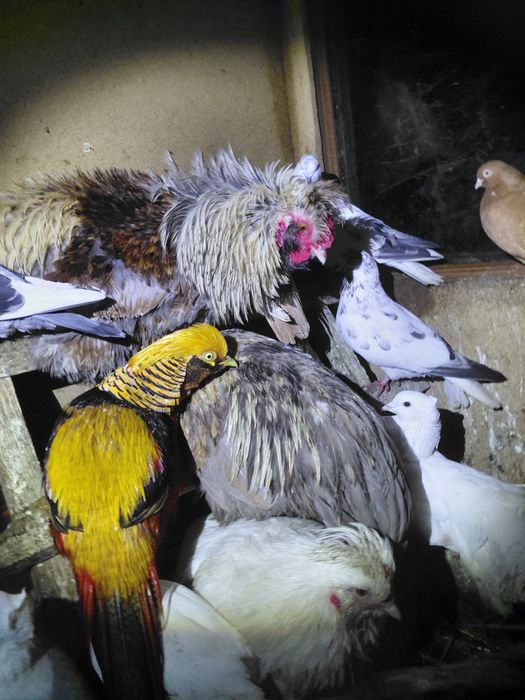 Sprzedam koguty silki lokowanej