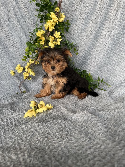 Estupendo mini mini Yorkshire Terrier de Qualidade