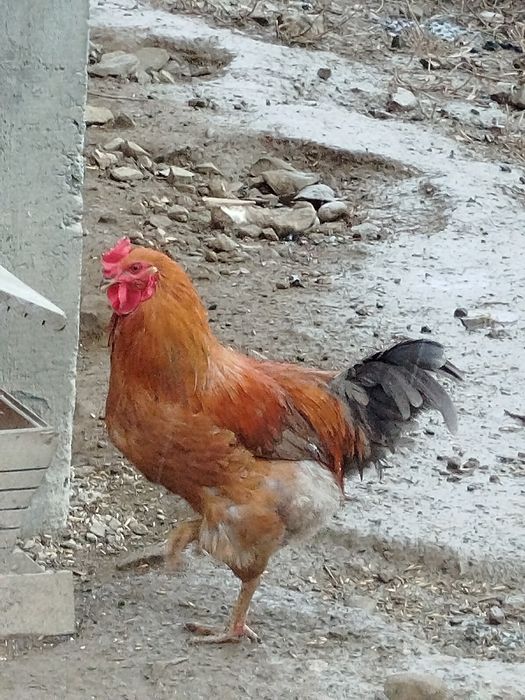 Sprzedam koguta lub wymienię za ziarno