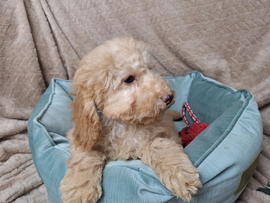 pudel miniaturowy piesek