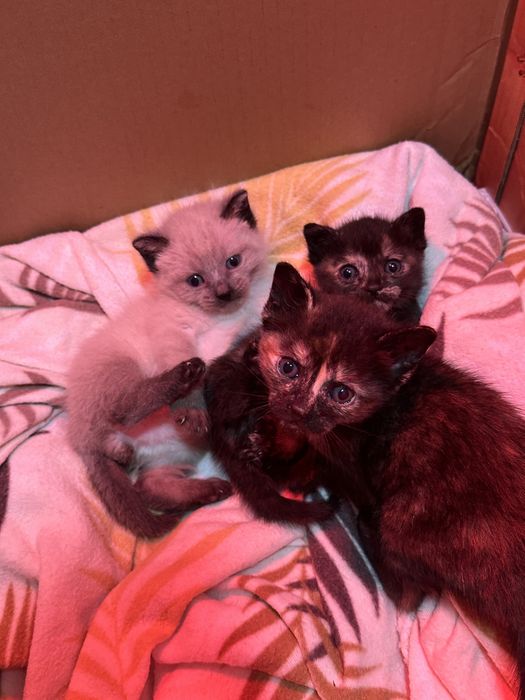 Lolita, Alba e Paquito