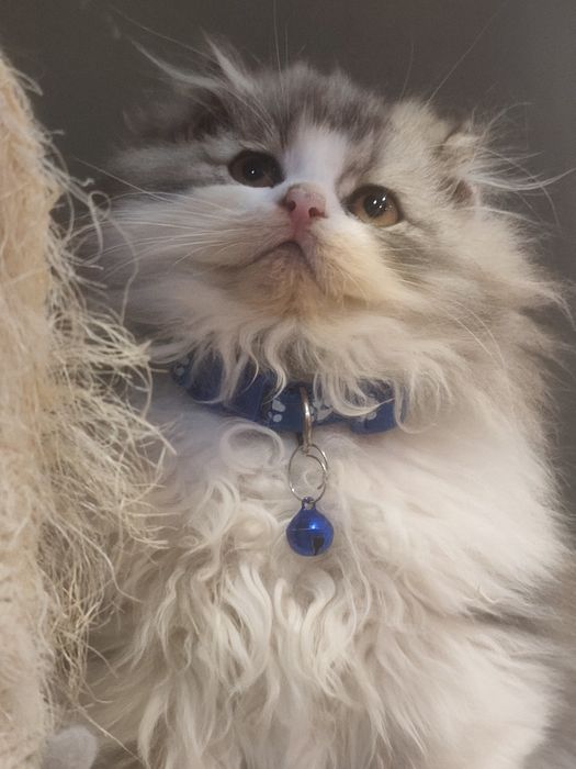 Gatinho Persa fabuloso