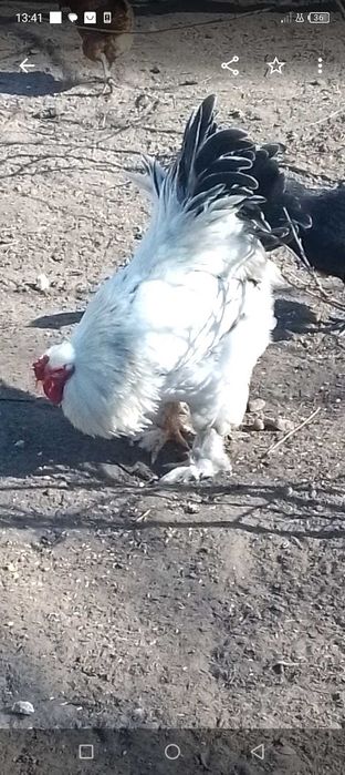 Sprzedam jaja lęgowe kur rasy kochin olbrzymi