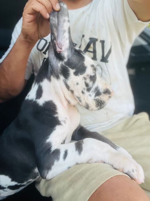 dog alemão macho