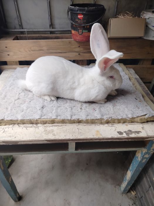 Olbrzym belgijski biały samczyk