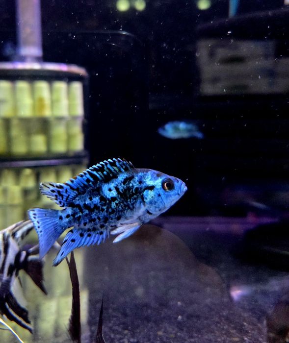Pielęgnica niebieskołuska Jack Dempsej