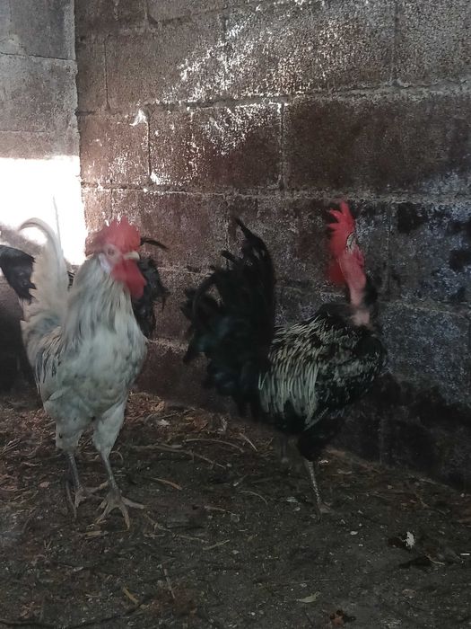 Galos em lousada