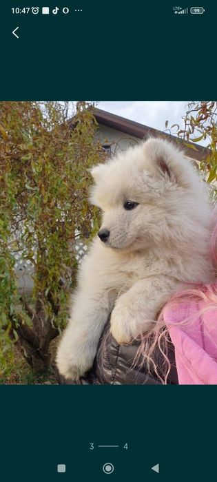 Samoyed uroczy chłopiec