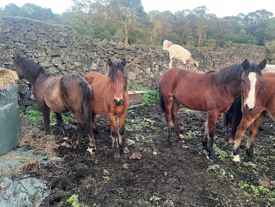 Vários Cavalos dóceis para venda