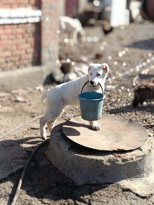 Середньоазіатська вівчарка (Алабай)