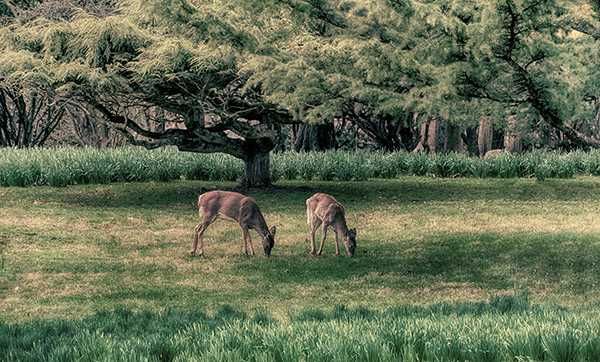 Tamron 18-300mm f/3.5-6.3 Di III-A VC VXD Fujifilm c/garantia