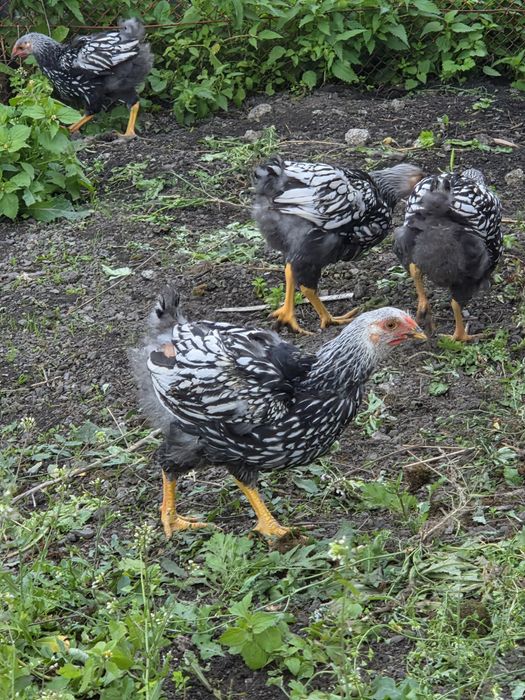 Australop Wyandotte kogutki mogę zamienic